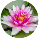 Lotus kinderwunsch
