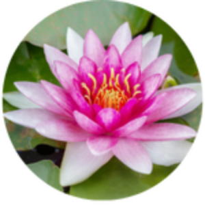 Lotus kinderwunsch